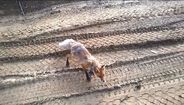 Дальнобойщики на трассе прикормили голодную и очень худую лису