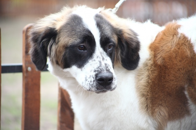 Ситуация вокруг законопроекта «Об ответственном обращении с животными»