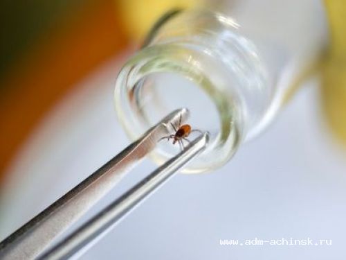 О заболеваемости инфекциями, передающимися клещами за период с 5 по 11 июля 2017 года