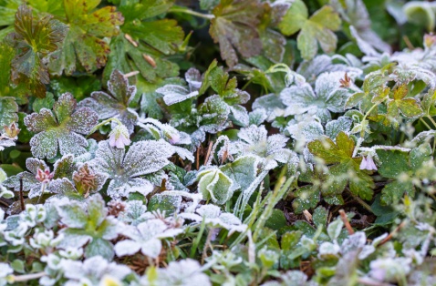 Заморозки до –3 градусов приходят в Ачинск