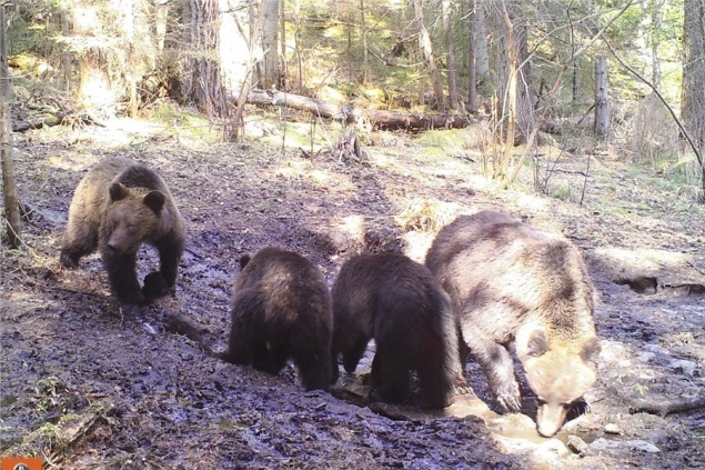 Сезонность на «Столбах»: таблички «Осторожно, клещи» заменили на «Осторожно, медведи»