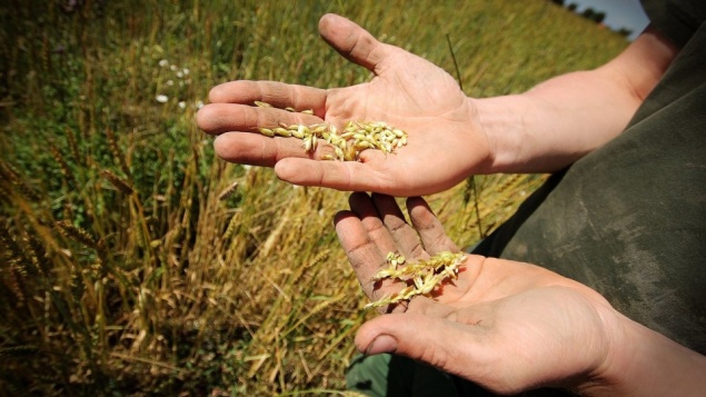 Начинающим фермерам края дадут гранты