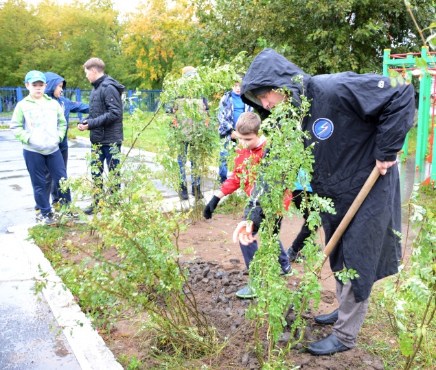 В Ачинске продолжается высадка молодых деревьев и кустарников