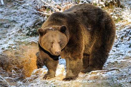 Ачинским охотникам разрешили уменьшить количество опасных зверей