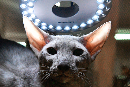 Россиян обяжут платно регистрировать кошек и собак