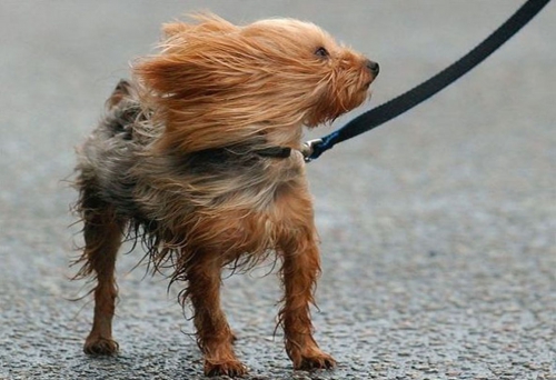 Сильный ветер снова надвигается на Ачинск