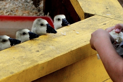 В Приморье посетители зоопарка напали на животных