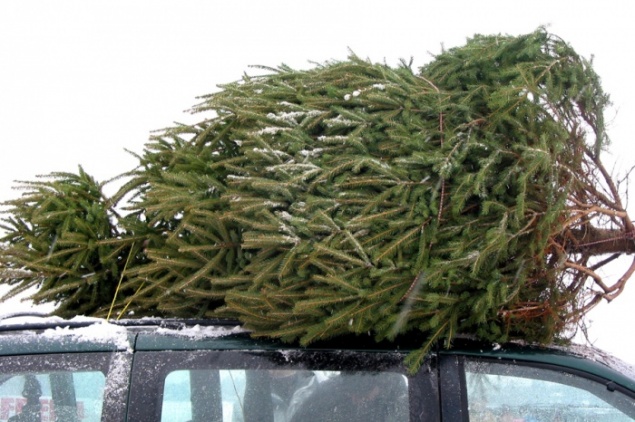 ГИБДД начала проверять машины с ёлками внутри