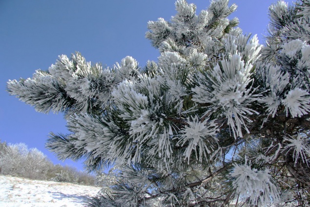 Первые выходные февраля будут умеренно морозными