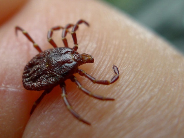 В Ачинске и Ачинском районе начинается сезон клещевого энцефалита