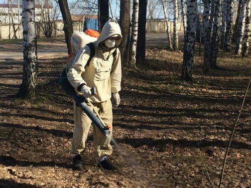 Около 50 гектаров Ачинска будет обработано от клещей