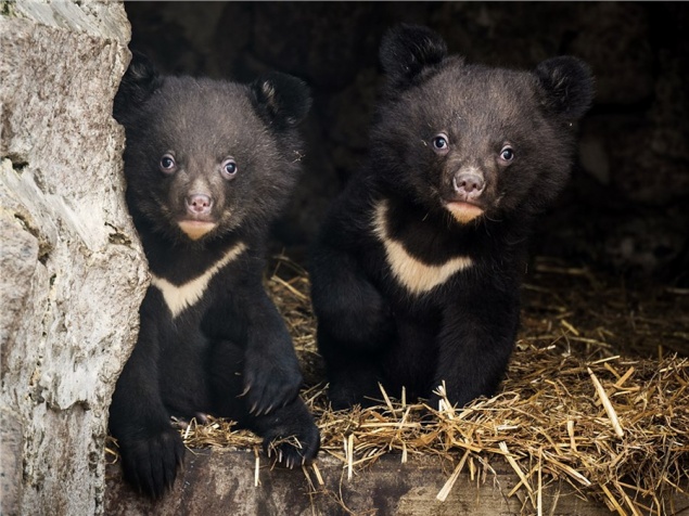 Красноярцам показали детенышей гималайских медведей