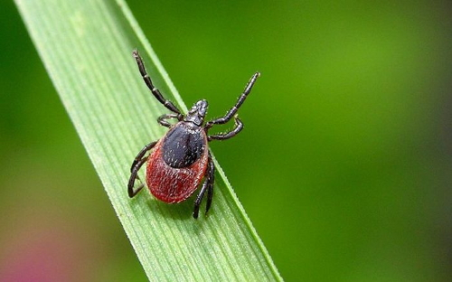 В Красноярском крае не падает активность клещей