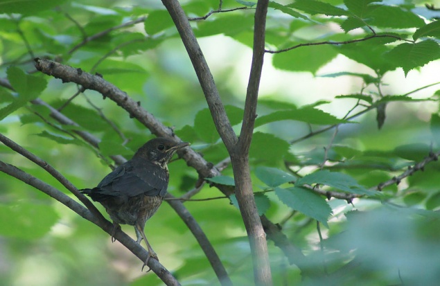 Прорывной сезон: в Красноярском крае восстановили почти 60 тысяч га леса
