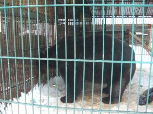 Медведь откусил руку женщине на базе отдыха "Айдашка"