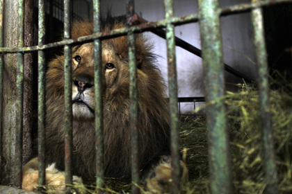 Лев растерзал сотрудницу зоопарка