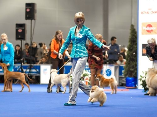Сибирская выставка собак состоится 8 марта в Ачинске