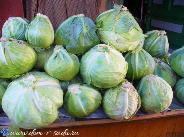 Сорта капусты для засолки и квашения. Выбираем лучший сорт капусты для засолки на зиму