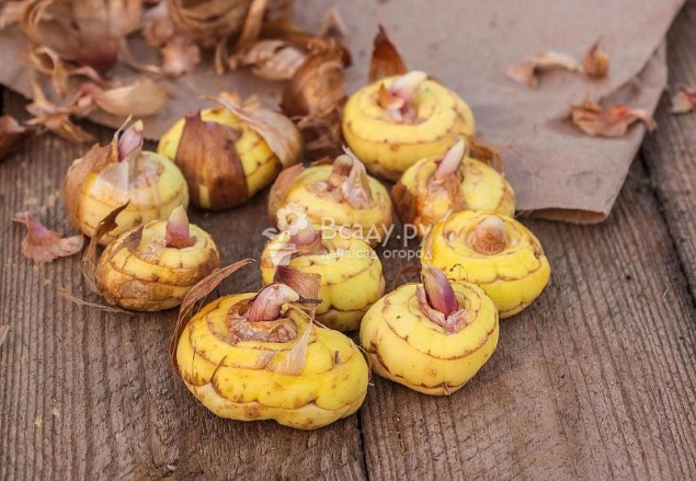 Убираем луковицы гладиолусов и сохраняем их здоровыми в золе