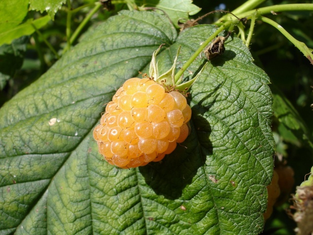 Желтая малина — сорта, посадка, уход, фото