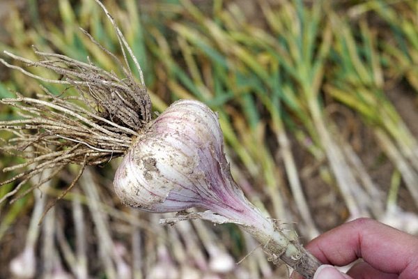 Когда и как убирать зимний чеснок с грядки?