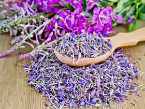 Польза и вред кипрейного чая