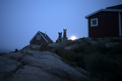 Трамп захотел купить Гренландию