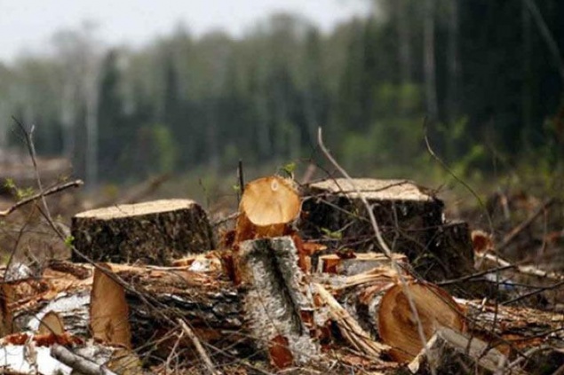 В Хакасии вырубили кедры на 100 млн. Возбуждено уголовное дело