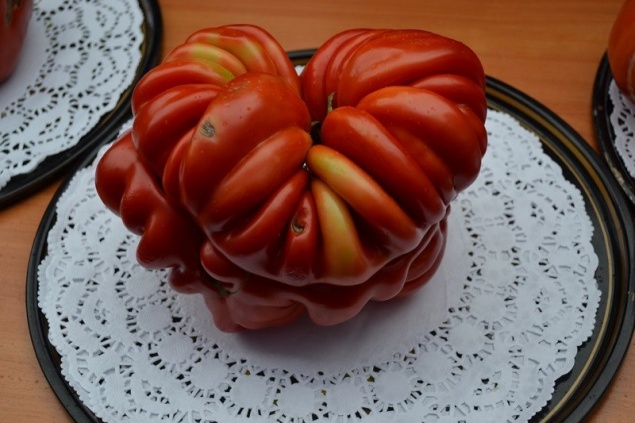 Житель Минусинска вырастил гигантский помидор и выиграл «Ниву»