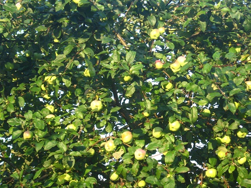 Август. Работы в саду