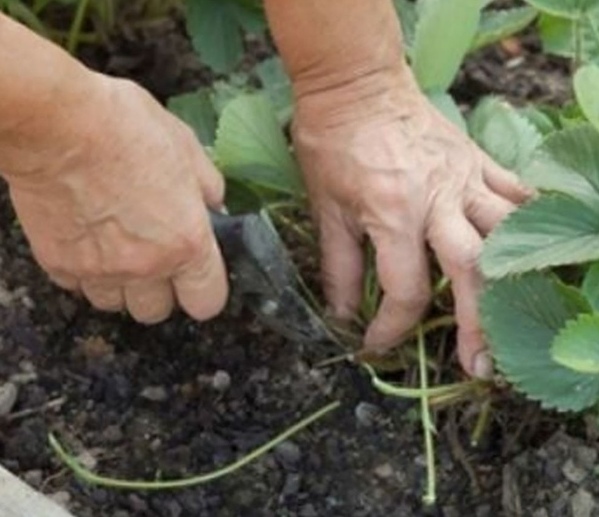 КАК ОПРЕДЕЛИТЬ ЖЕНСКИЕ КУСТЫ КЛУБНИКИ