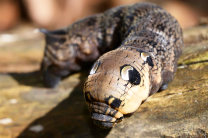 Загадочное существо с клыками и клювом свалилось с неба