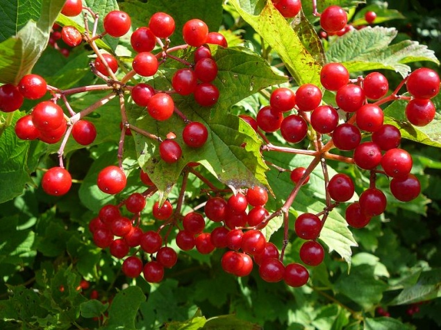 Калина: выращивание, размножение, вредители и болезни