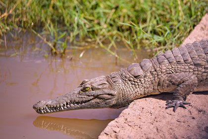 Рыбак сумел вырвать свою голову из пасти крокодила