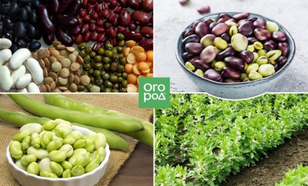 Не только сидерат – как и зачем выращивать черные бобы?