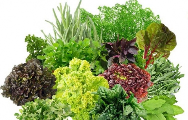 Самые вкусные и нежные сорта салата, которые подходят для приготовления разных блюд