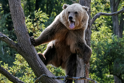 Медведица растерзала двоих российских рыбаков