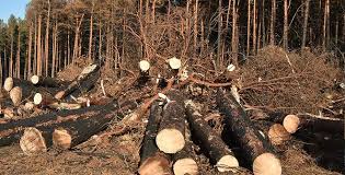 В Ачинске сотрудники полиции напоминают о недопустимости незаконной вырубке леса