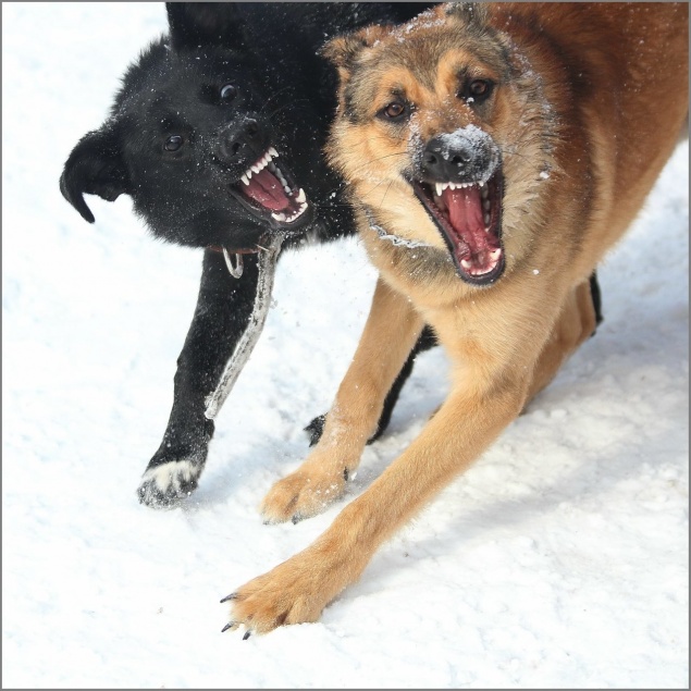 В Хакасии бродячие псы едва не растерзали мальчика. Ребёнку наложили 50 швов