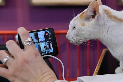 Оценена угроза распространения коронавируса через кошек и собак