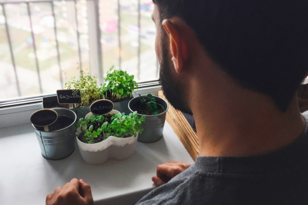 Милый, ужин на подоконнике: как вырастить рукколу, лемонграсс и микрозелень у себя дома