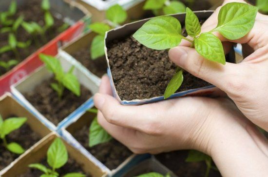 Когда сеять перец на рассаду