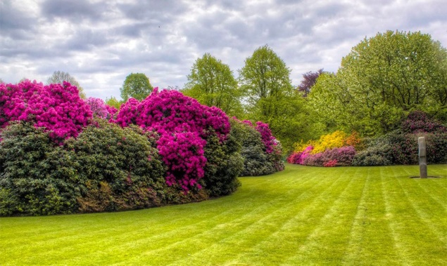 Многолетние кустарники для сада