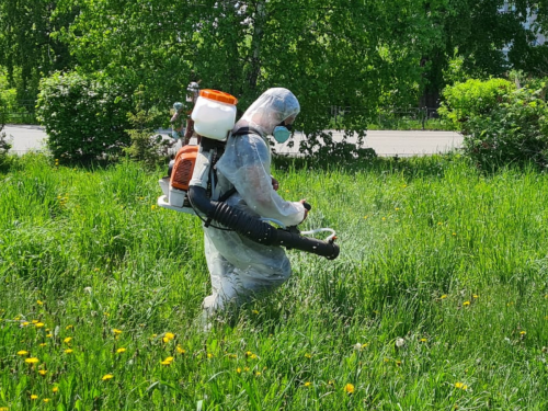 В Ачинске идёт акарицидная обработка территорий