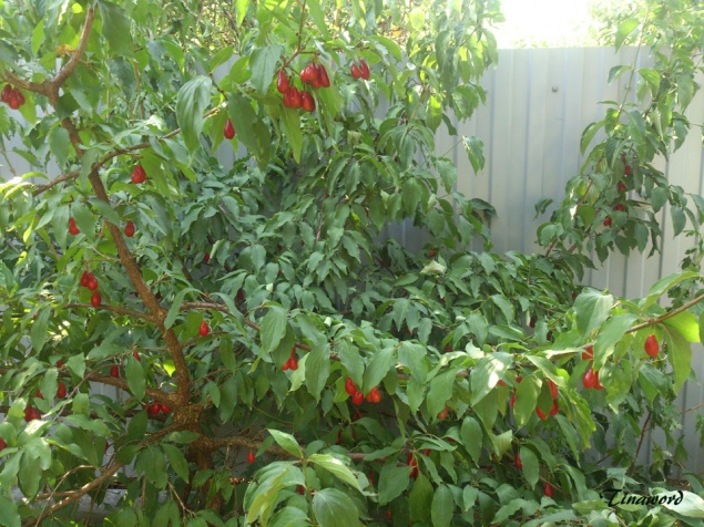 7 неприхотливых растений, которые дадут вкусный урожай