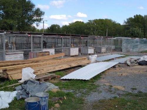 На программу помощи приюту для животных в Ачинске будет направлено свыше 4 млн рублей