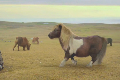 Танцующий пони пройдет тест на отцовство