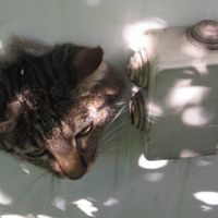 Итальянский кот застрял в стене