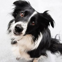 Пес остался жив после падения с 90-метрового обрыва