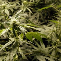 Жители Аляски собрали подписи за легализацию марихуаны